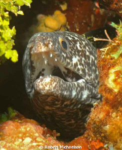 Speckled Moray 
DC 1000 with single flash, Utila by Robert Michaelson 